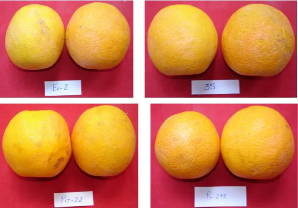 Figure 5. Pathogenicity tests conducted with crossed innoculation using isolate Pand citrus fruits