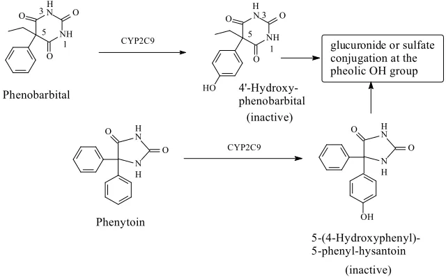 Fig. 2.2: Major metabolic pathways of phenobarbital and phenytoin  
