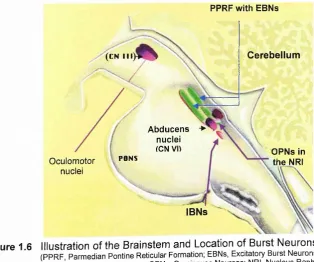 Figure 1.6 Illustration of the Brainstem and Location of Burst Neurons