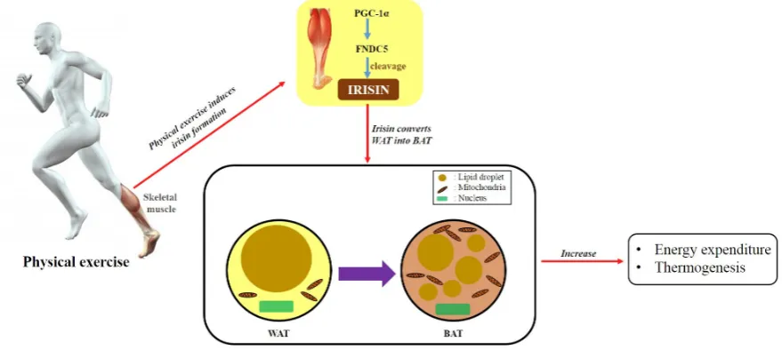 Figure 1. The general role of irisin. Physical exercise induces irisin. During exercise, the transcriptional coactivator PGC-1α modulates several factors secreted from skeletal muscle