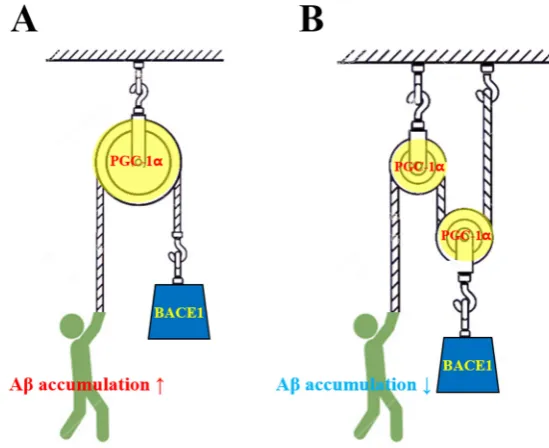 Figure 3.  Aβ accumulation is regulated via reciprocal interactions between PGC-1α and beta secretase 1 (BACE1)