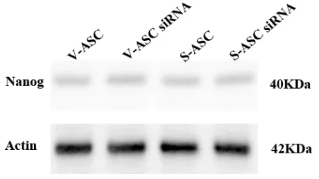 Figure 8: Western blot of Oct4and Sox2 with proteins extracted from V-ASC and S-ASC cells after NANOG 