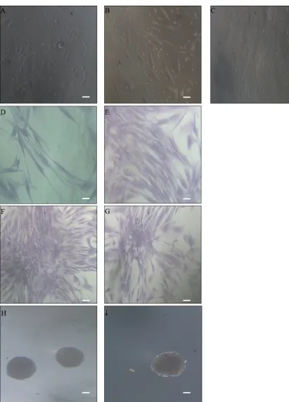 Figure 1: Morphology of adipose-derived stem cells (ADSCs) under light microscopy (10x) with phase contrast 