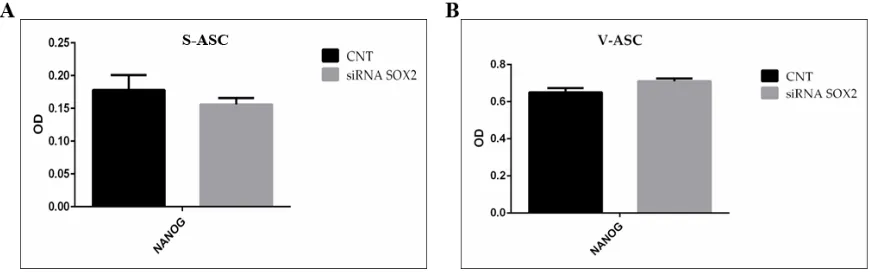 Figure 7 A: Analysis of Sox2 silencing was assessed using the 2-ΔΔCt method. qRT-PCR analysis in S-ASC (A) 