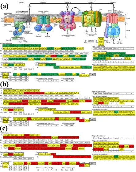 Figure 5: KEGG map (mmu00190) of the differential expression of oxidative phosphorylation (OPH) genes in: (a) the right atrium with respect to the left atrium, (b) left ventricle vs left atrium and (c) right ventricle vs right atrium