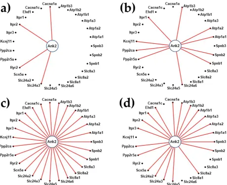 Figure 8 presents the significant expression coordination between the expression levels of Ank2, 