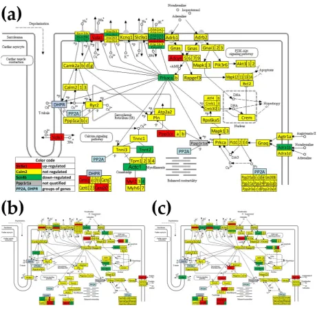 Figure A2: KEGG map (mmu04261) of the differential expression of adrenergic signaling in 