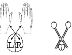 Fig. 5.4. The cruciform organisation of some morpho-functional structures in a human body