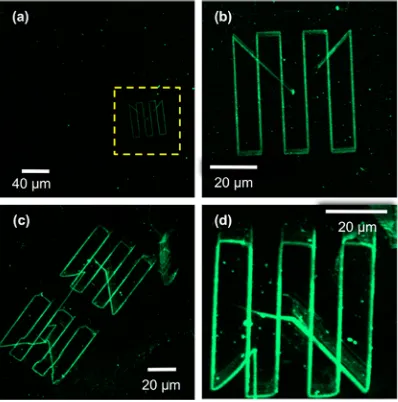 Figure 5. Confocaluorescence microscopy images ofand His-tagged GFP. The region marked with a dashed boxin (a) is shown at higher magnisamples that have been patterned using apertureless ﬂPCN, followed by conjugation with ﬁrst ABNTA then nickelﬁcation in (b).
