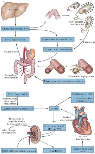 Figure 1. Pathophysiology of hepatorenal syndrome. a: the development of splanchnic vasodilatation and b: the development of renal dysfunction
