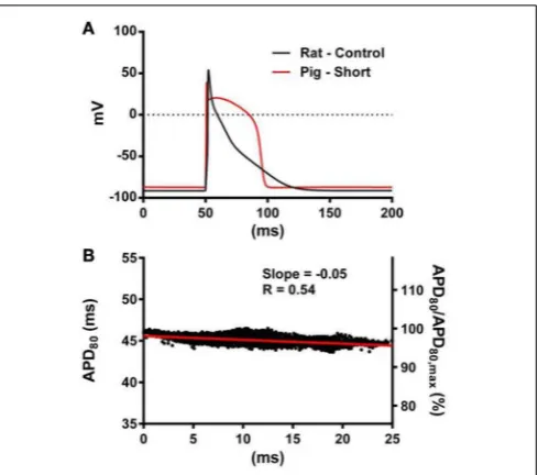 FIGURE 8 | The inﬂuence of tissue geometry on the dispersion of APD.Ventricles were paced at the mid-anterior insertion site of rat and apex ofAT-APD plots for Rdimensions scaled by half (PSlopes of linear correlation analyses are indicated