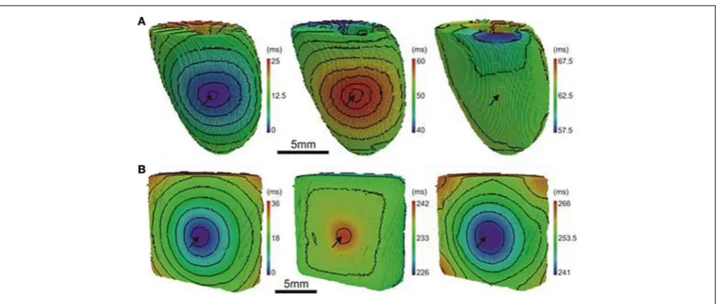FIGURE 11 | The inﬂuence of anisotropy, AP morphology, and tissuegeometry on the correlation between activation and APD insimulations