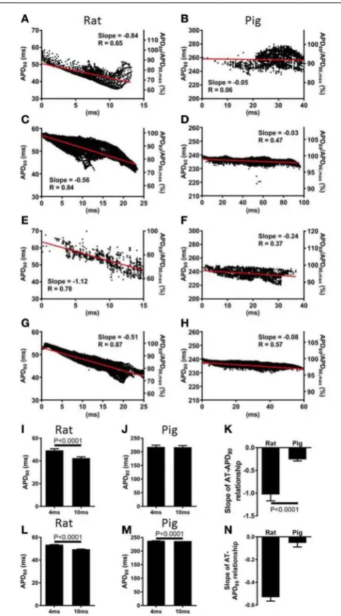 FIGURE 4 | Left ventricular dispersion of RT in rat and pigmyocardium.(A)RT maps for an alternative pacing location, as in RT maps corresponding to maps shown in Figure 1 for rat and pig (B) experiments and rat (C) and pig (D) simulations