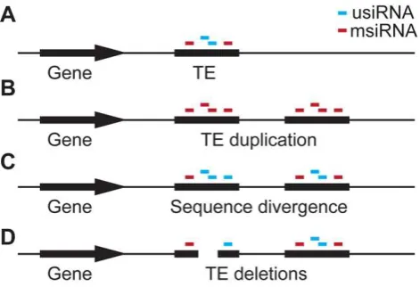 Figure 7. Hypothesis for the role of siRNA–targeting in TEevolution. (a) A gene with an adjacent TE targeted by siRNAs that areeither unique to this TE (usiRNAs) or that are shared with multiplelocations in the genome (msiRNAs)