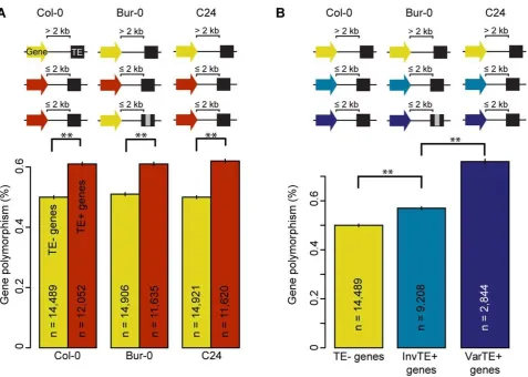 Figure 2. TE presence, variation, and the polymorphism level of proximal genes. (a) Gene polymorphism levels in Bur-0 and C24 for TEerrors are shown.genes (yellow) vs TE2+ genes (red)