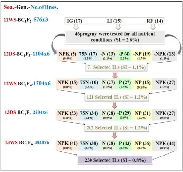 Figure 1 shows the phenotypic selection schemes of the BC1F2 bulk population to develop ILs with improved NuUE at the International Rice Research Institute (IRRI at 14°13′ N and 121°15′ E, at an elevation of 21 m above mean sea level), Philippines) during 