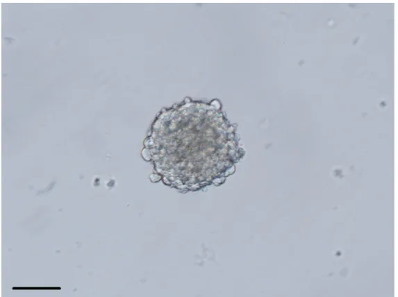 Figure 1. Observed under the light microscope, visible spherical neural stem cells, refraction and strong, clear boundaries