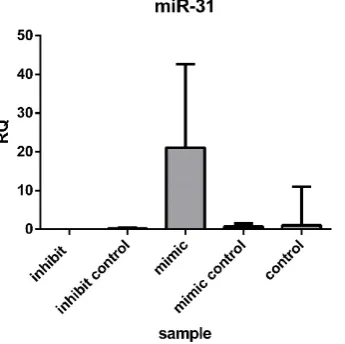 Figure 4. ChAT immunocytochemical identification. (A) There was weak positive expression in the mimics group