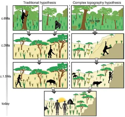 Figure 6: a cartoon showing the evolution of hominin locomotor capabilities as predicted by the savannah 