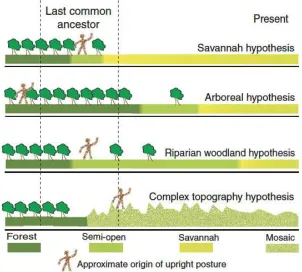 Figure 1: schematic showing the substantial similarities in broad pattern and differences in relative timings 