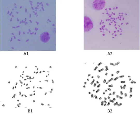 Figure  1.    Cattle  Chromosome  Showed  Spreading  Variation  Result.  Each  Spreading  Chromosome  Resulted  in  Different Size And Shape of Chromosomes