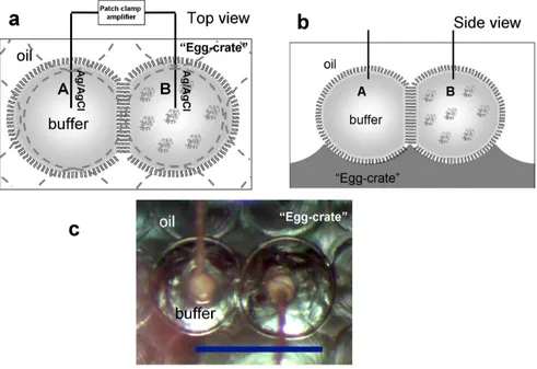 Figure 1.only, while the right droplet also contains cytmonitored by recording the ionic current through the bilayer membrane