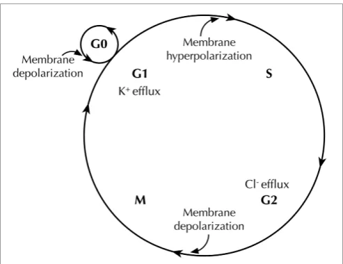 FIGURE 2 | Membrane potential (Vactivities afterm) changes during the cell cycle. Vmundergoes hyperpolarization at G1/S border, by virtue of K+ efﬂux throughvarious K+ channels