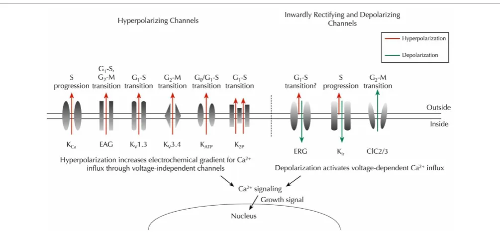 FIGURE 3 | Key ion channels that regulate Vm and cell cycle progressionin cancer. Hyperpolarizing channels (outward IK , red) would increase thedriving force for Ca2+ inﬂux through voltage-independent channels, whereasinwardly rectifying K+ channels (predo