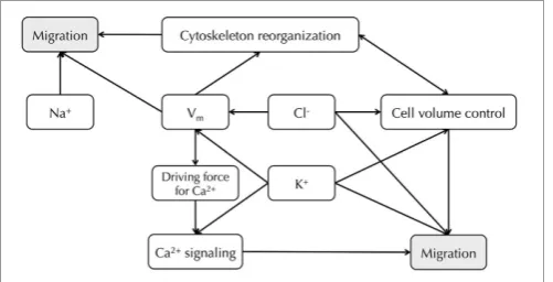 FIGURE 4 | Relationship between Na+Vdownstream Cacancer cell migration.control (, K+, Cl− channels and Vm in Vm provides the driving force for Ca2+, and2+ signaling leads to cell migration (Schwab et al., 2012).m also regulates cytoskeleton reorganization 