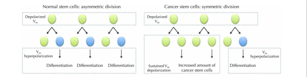 FIGURE 5 | Vm in normal stem cell (SC) differentiation andhypothesized role for Vm in cancer stem cells (CSCs)