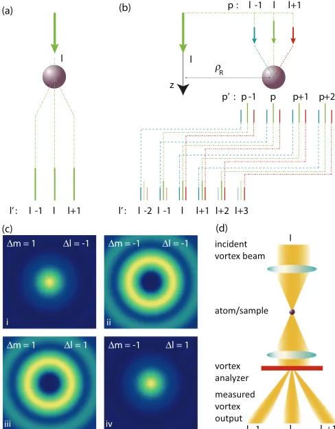 FIG. 1. (Color online) Exchange of OAM in an atom-vortex