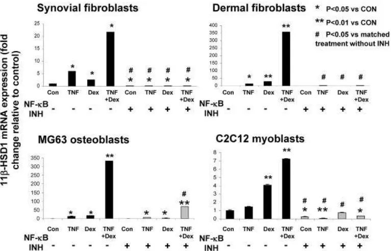 Figure 3. NF-�B is the major mediator of the induction of 11�-HSD1 by TNF� in fibroblasts (normal synovial and dermal; n � 3 independentpatient lines), osteoblasts, and myoblasts
