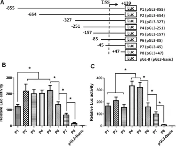 Figure 1. Activity of truncated SET transcript 2 promoters in HeLa and HEK 293 cells. (A) Schematic presentation of serial deletions in human SET transcript 2 promoter