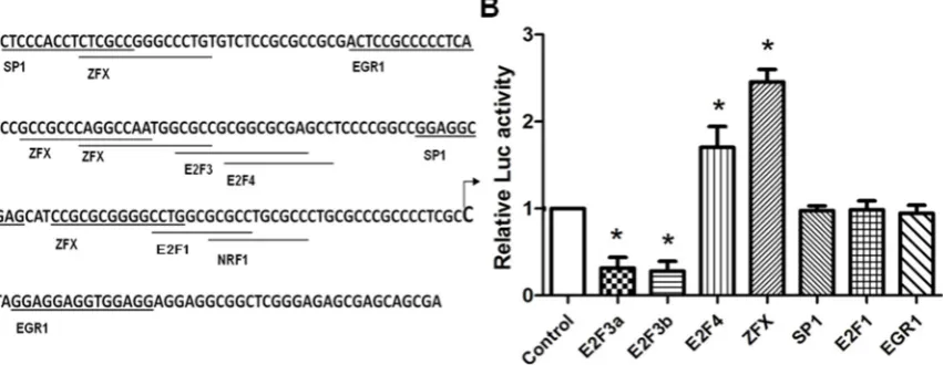 Figure 2. Identification of crucial transcription factors controlling SET transcript 2 expression