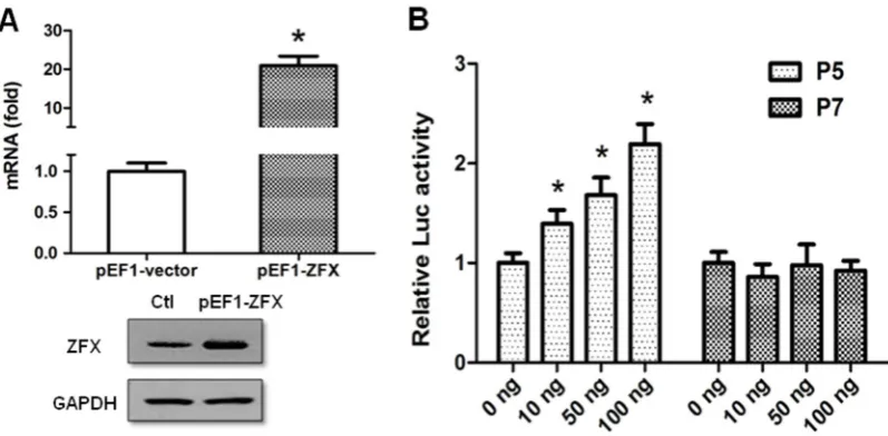 Figure 3. ZFX transactivates human SET transcript 2 promoter. (Luciferase activity was measured at 24 h post-transfection