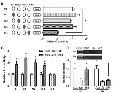 Figure 4. Mutagenesis analysis of putative ZFX-binding sites in SET transcript 2 promoter