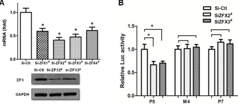 Figure 5. Removal of ZFX-binding site led to a loss of response to ZFX knockdown. (control for protein loading