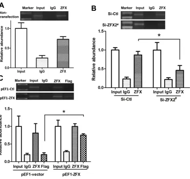 Figure 6. Binding of ZFX to the SET transcript 2 promoter confirmed with ChIP assay. ChIP the top panels show representative results of ChIP