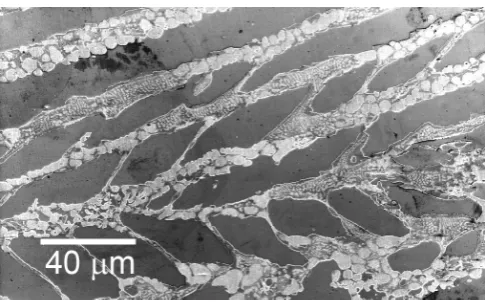 Figure 7. EBSD phase analysis of the sample undercooled by 80 K prior βlamellae alternating with Ni-rich lamellae of finely dispersed to nucleation of solidification, showing that the structure of single phase γ αNi and Ni3Si is representative of large are