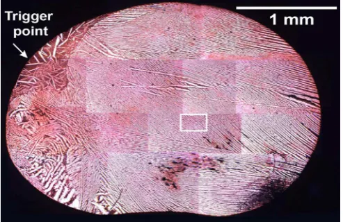 Figure 9. EBSD phase analysis of the sample undercooled by 132 K prior although some fragmentation of the to nucleation of solidification
