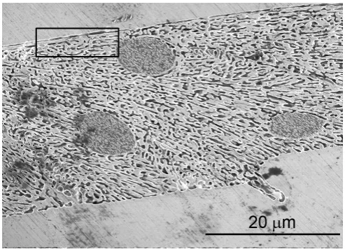 Figure 4. SEM micrograph (backscatter detection) showing the microstructure of a sample undercooled by 80 K prior to nucleation of solidification