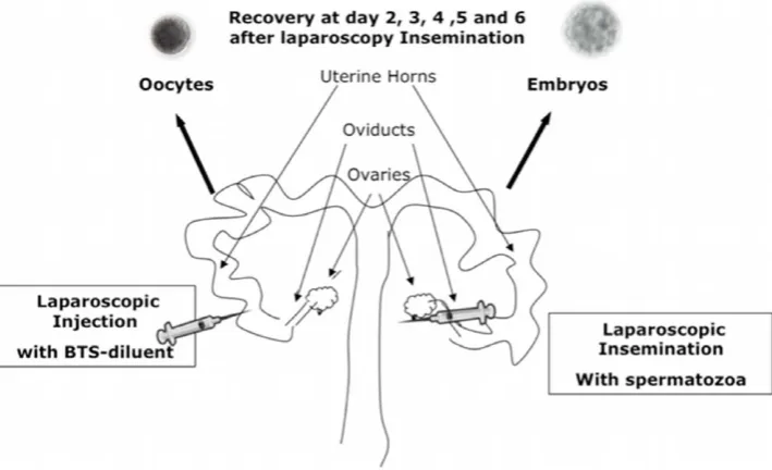 Figure 1. Schematic representation of the experimental design. Sows were subjected to laparoscopic surgery