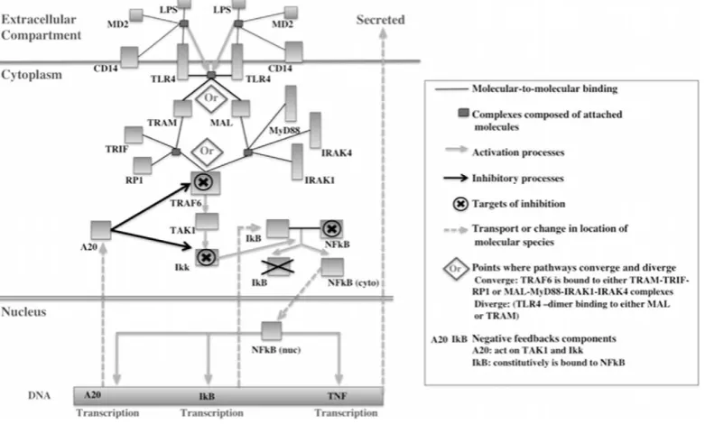 Figure 2. Schematic diagram of the components of TLR4 pathway model. This figure shows a schema of the components and interaction ofthe published TLR4 computational model from An and Faeder model [35].doi:10.1371/journal.pone.0033625.g002