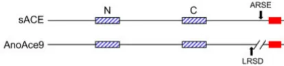 Table 4: Predicted AnoACE proteins. Conceptual proteins were translated from cDNA sequences for AnoACEs 2, 3, 7 and 9 and from genomic sequence for AnoACEs 1, 4, 5, 6, and 8.