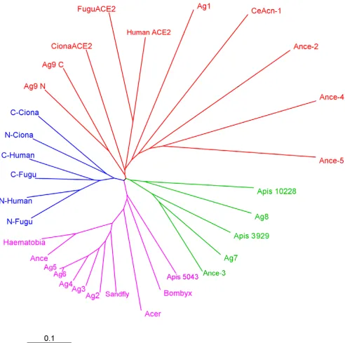 Figure 5Evolutionary relationships of invertebrate and chordate ACE-like proteinsSINFRUP00000161972) ACE2