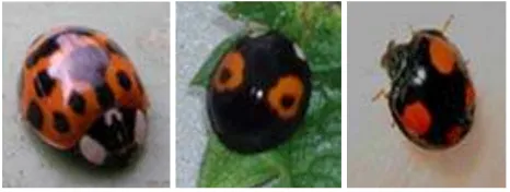 Fig. 1. Three different forms of Harmonia axyridis under study, from left  to right: (a) form succinea (black spots & red-orange elytra) (b) form conspicua (pair of bull’s eye spots & black elytra) and (c) form   spectabilis (red-orange spots & black elytra) 