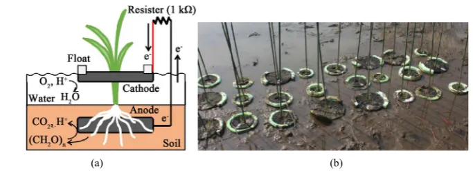 Figure 1. RPF-MFC used in the present study. (a) Systematic diagram showing the configuration of RPF-MFC; (b) Photo of RPF-MFCs immediately after commencing the experiment
