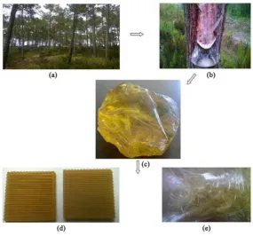 Figure 3. The route to producing green composite scaffolds from the pine forest; from top left to bottom right (a) Typical forest area of pine trees in Portugal used to produce rosin; (b) The tapping process to extract the resin for further processing; (c)