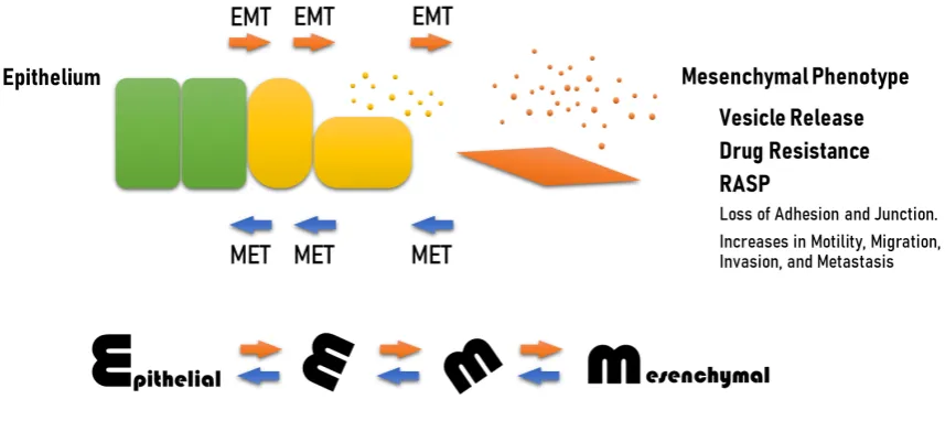 Figure 1. invasion, and metastasis. EMT is a multi-step event and reversible, so-called plasticity
