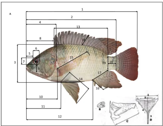 Tableau 1.  Caractères morphométriques et méristiques d’Oreochromis niloticus utilisés dans cette étude 